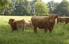 Highland cow and calves