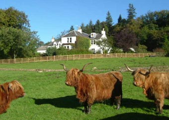 Craigadam and Highland cattle