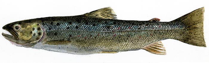 Seatrout watercolour by john boyd-Brent